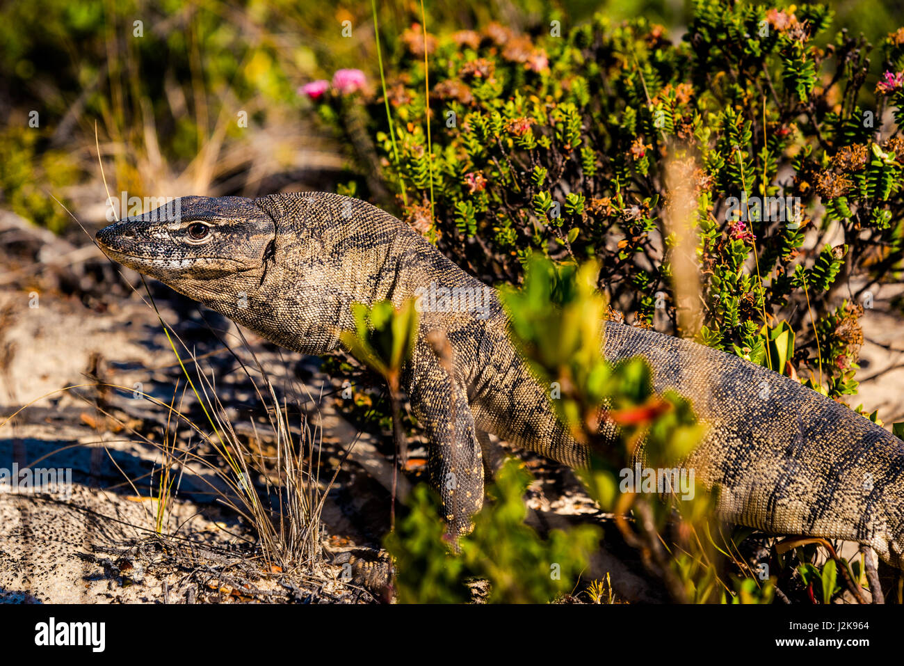 Southern Heath Monitor at Bald Head track on Flinders Peninsula. Torndirrup National Park, Western Australia. Stock Photo