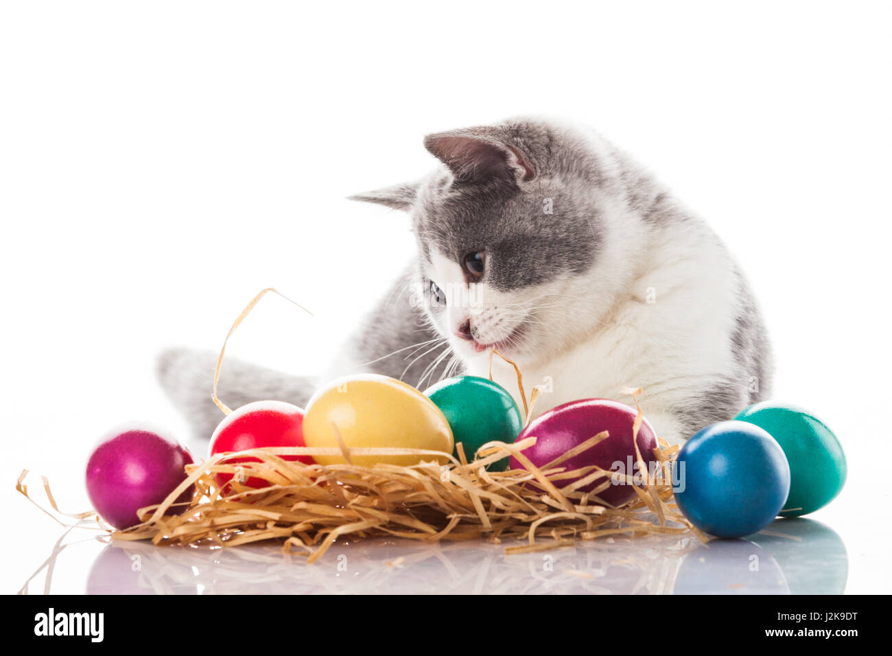 cat and easter eggs on white background.  funny british kitten with Easter egg Stock Photo