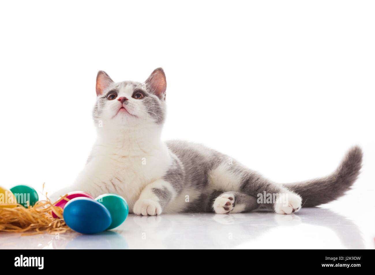 cat and easter eggs on white background.  funny british kitten with Easter egg Stock Photo