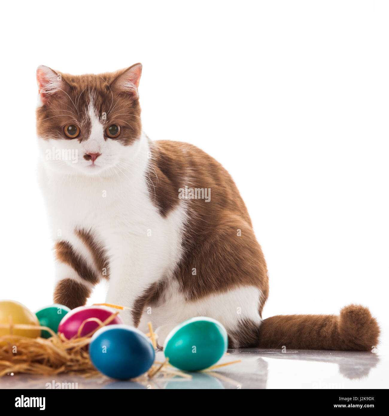 cat and easter eggs on white background.  funny british kitten with Easter egg Stock Photo