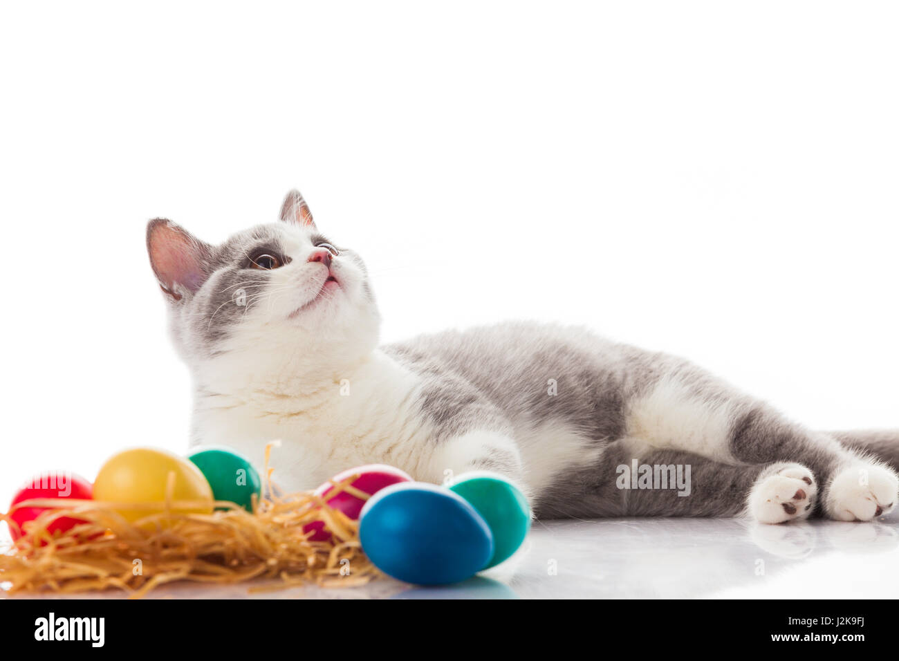 cat and easter eggs on white background.  funny british kitten with Easter egg Stock Photo
