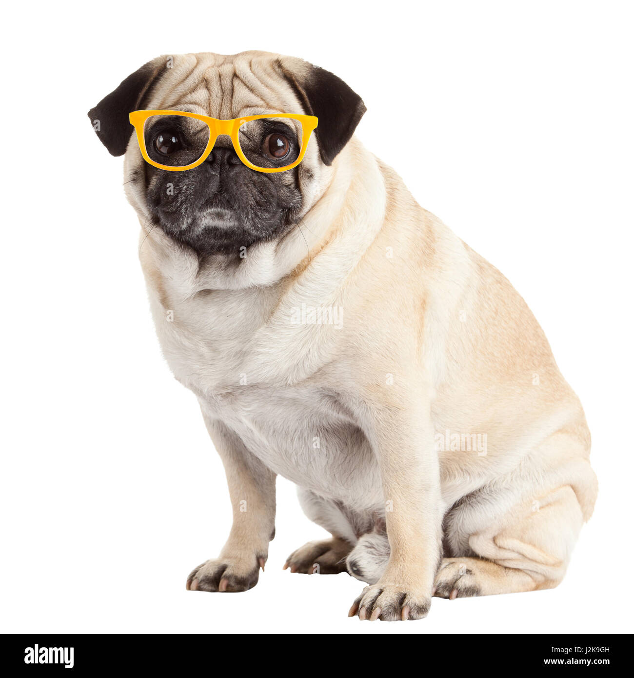 pug dog isolated on a white background Stock Photo - Alamy