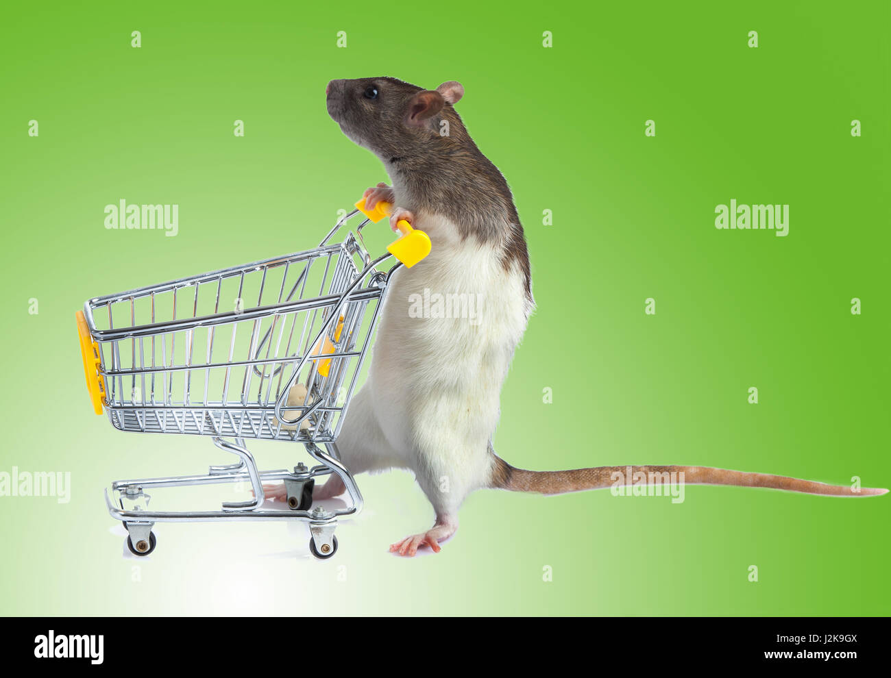 Rat with shopping cart on green background. concept for pet shop. rat