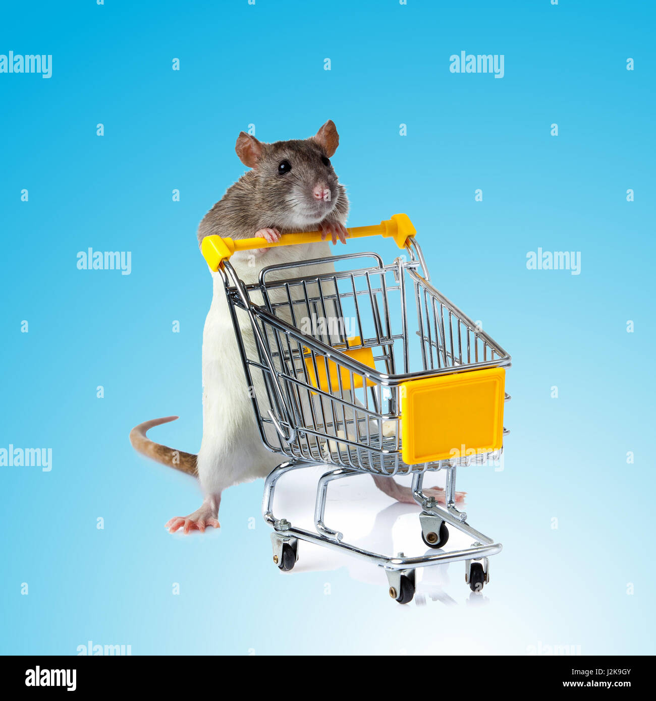 Rat with shopping cart on blue background. concept for pet shop. rat