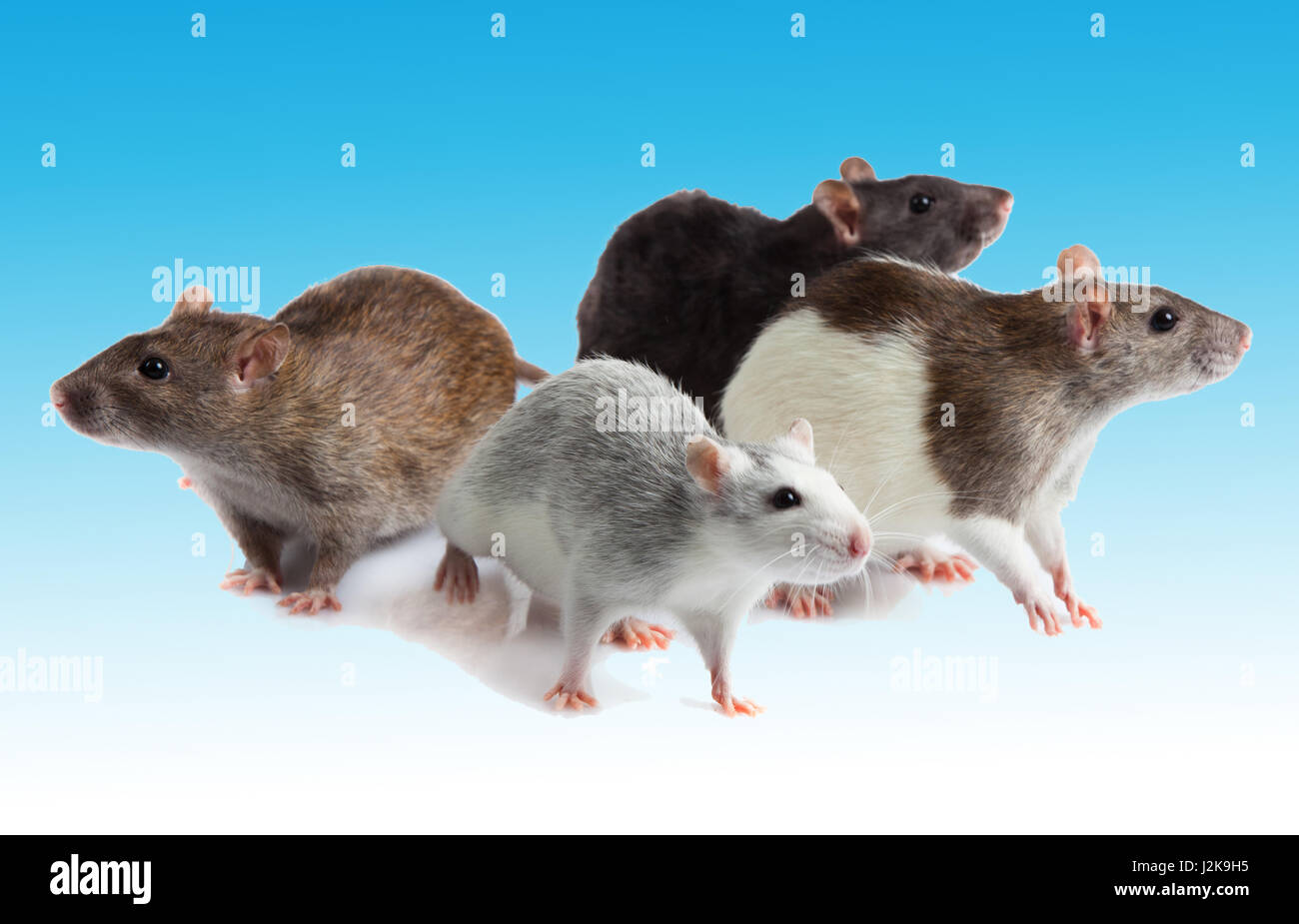 group of rats Stock Photo Alamy