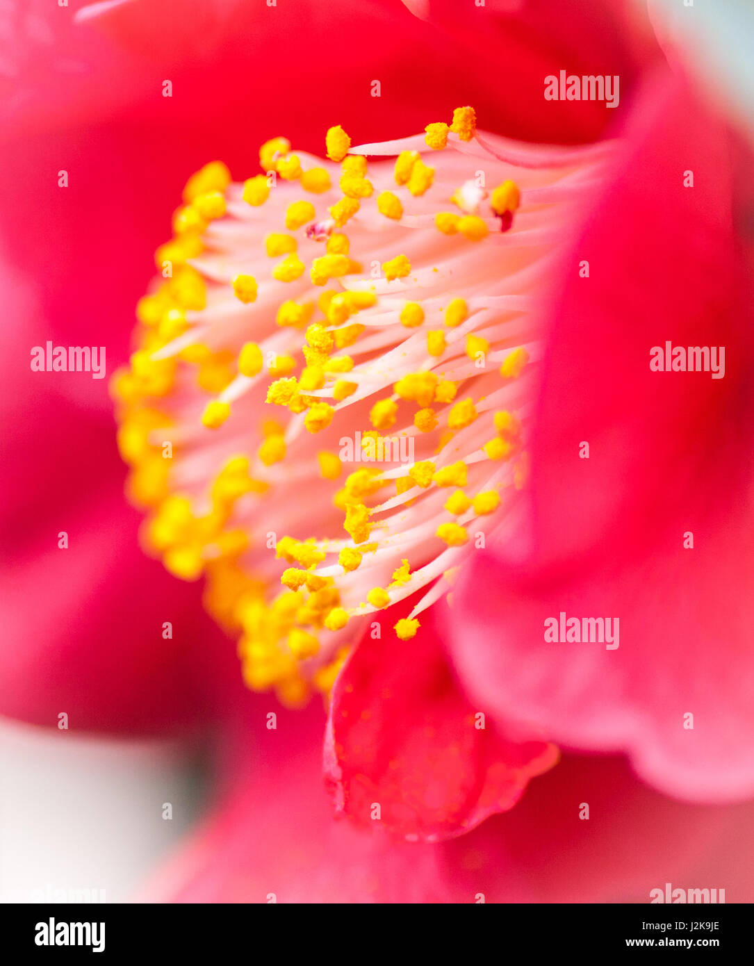 Camellia japonica dr king hi-res stock photography and images - Alamy