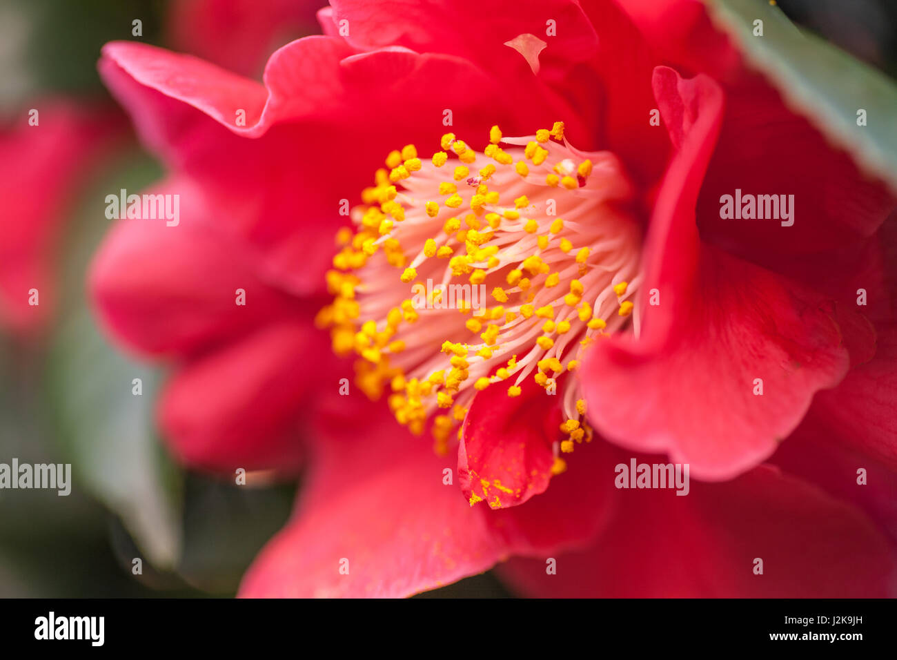 Camellia Japonica Dr King Stock Photo - Alamy