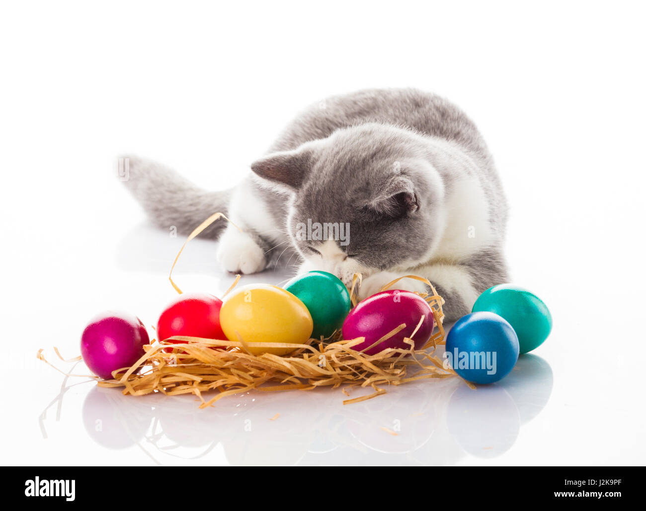 cat and easter eggs on white background.  funny british kitten with Easter egg Stock Photo
