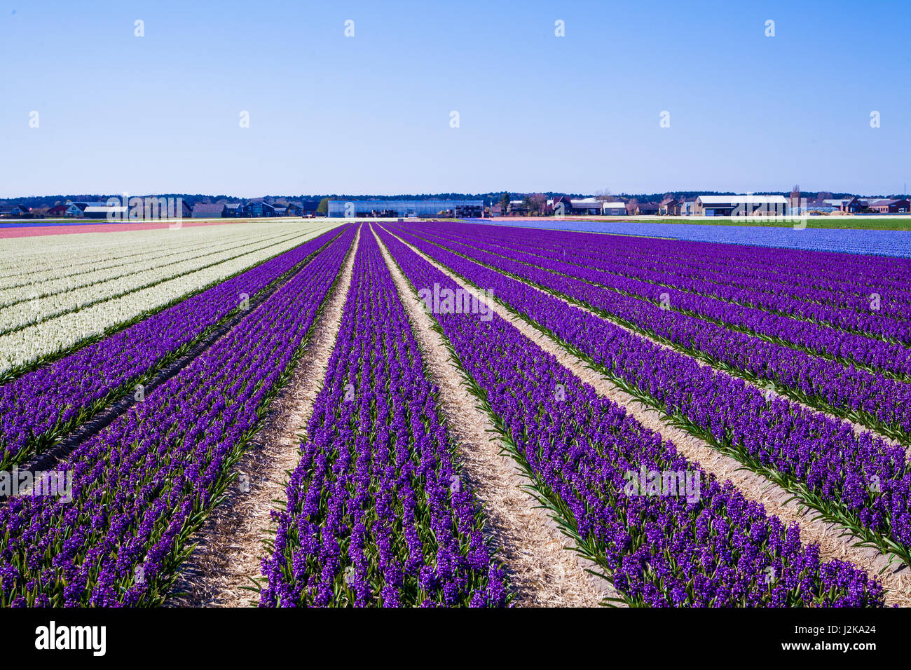 hyacinths in a dutch bulb field Stock Photo - Alamy