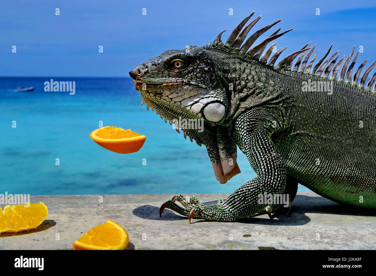 Iguana eating hires stock photography and images Alamy