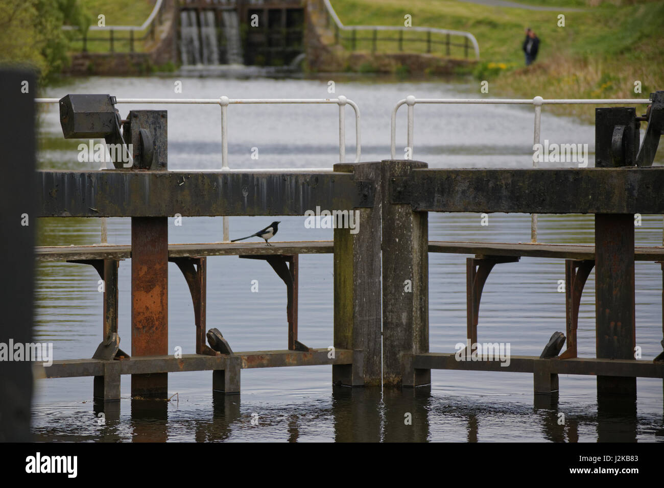 Forth & Clyde Canal single magpie for sorrow on lock gate Stock Photo