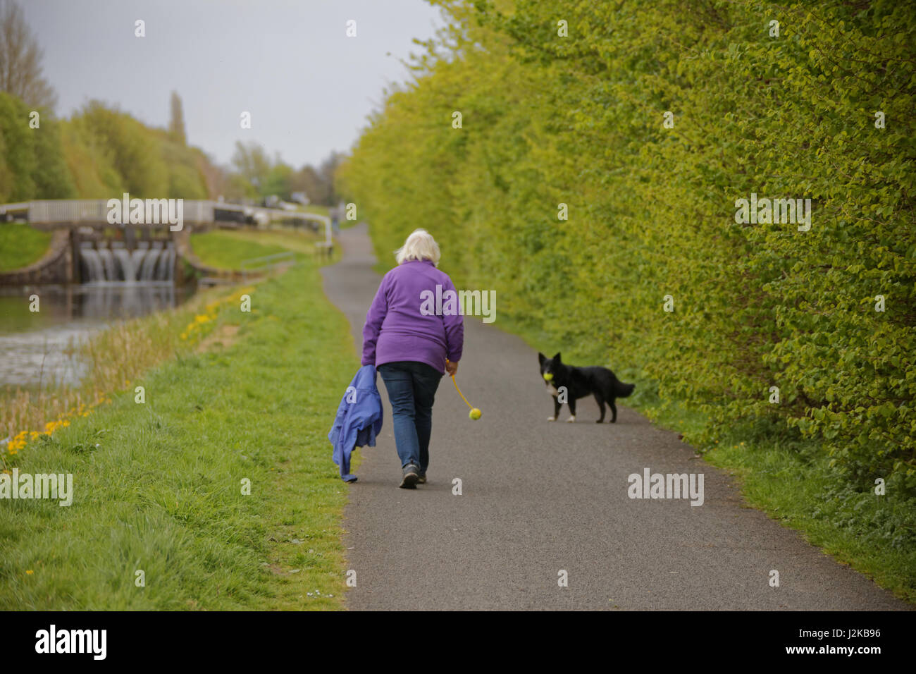 Forth & Clyde Canal dog walker with collie and ball on path Stock Photo