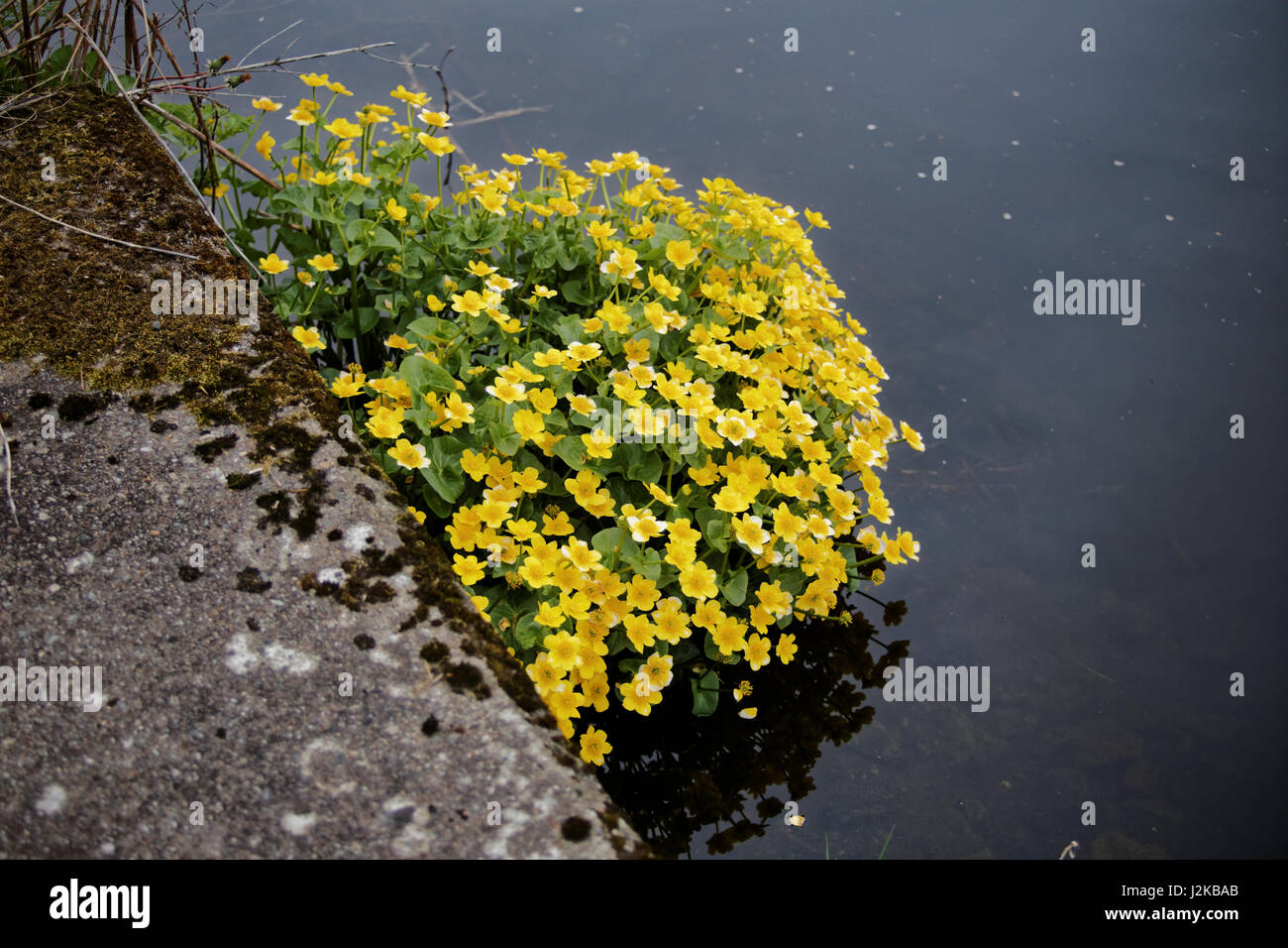 Caltha palustris Marsh-Marigold Forth & Clyde Canal yellow flowers canal side Stock Photo