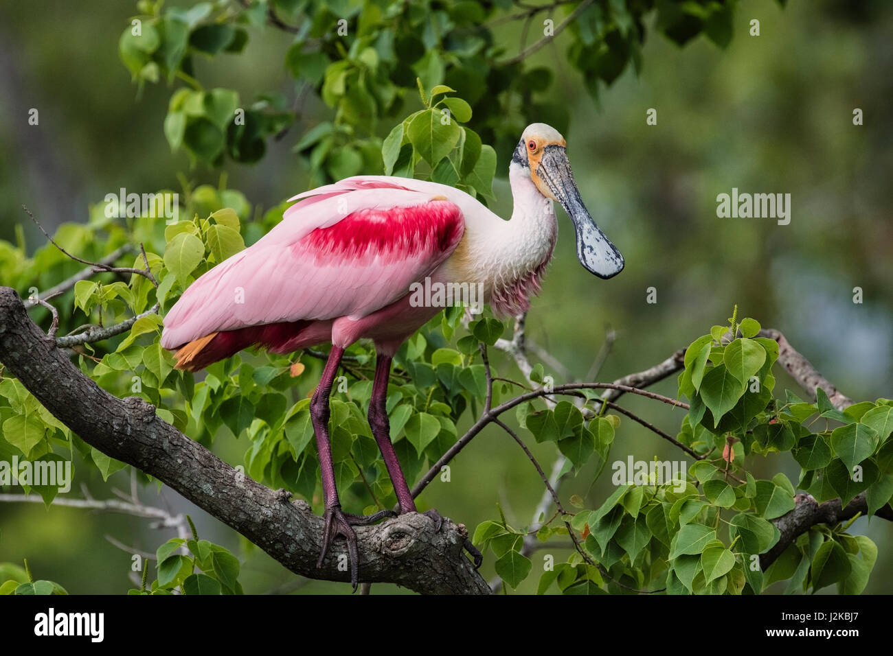 Rips Rookery Rips rookery hi-res stock photography and images - Alamy