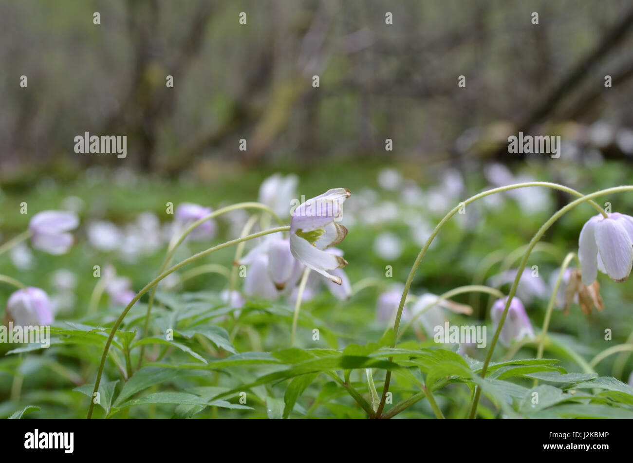 European wood anemones in forest landscape Stock Photo