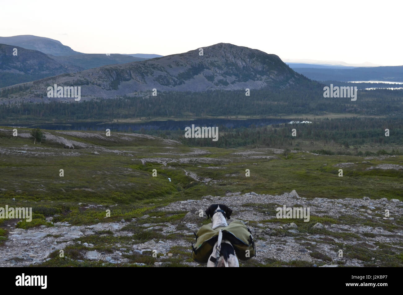 English pointer with dog pack hiking in norwegian mountains Stock Photo