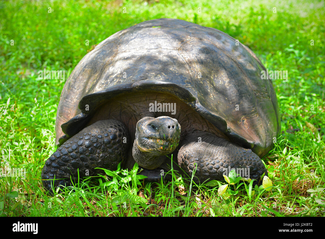 Close up portrait of a  Galapagos Giant Tortoise (Chelonoidis nigra) eating grass on Santa Cruz Island, Galapagos national park, Ecuador. Stock Photo