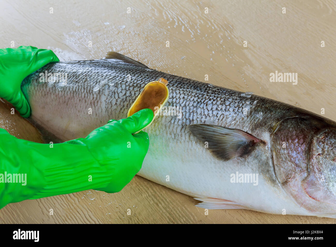 blyufish fish cleaning fish on the Cleaning scales of ide with a special serrated knife Stock Photo