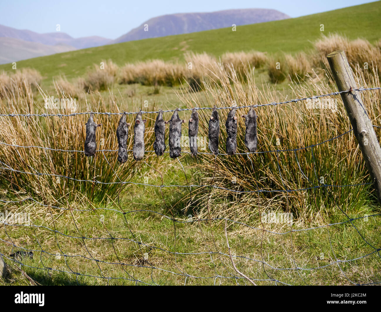 The mole catcher hires stock photography and images Alamy