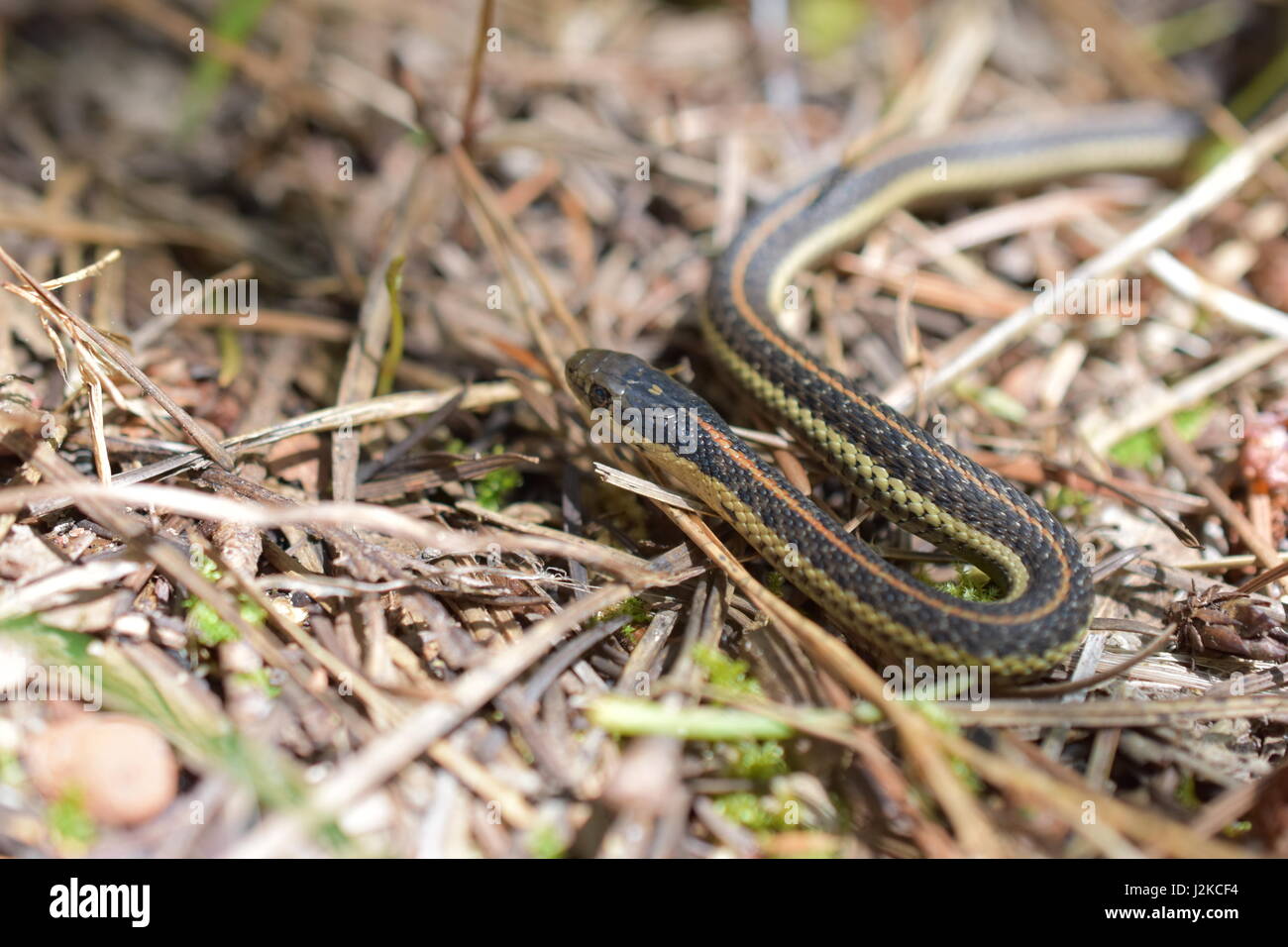 Small Plains garter snake in the woods of southern Oregon. Stock Photo