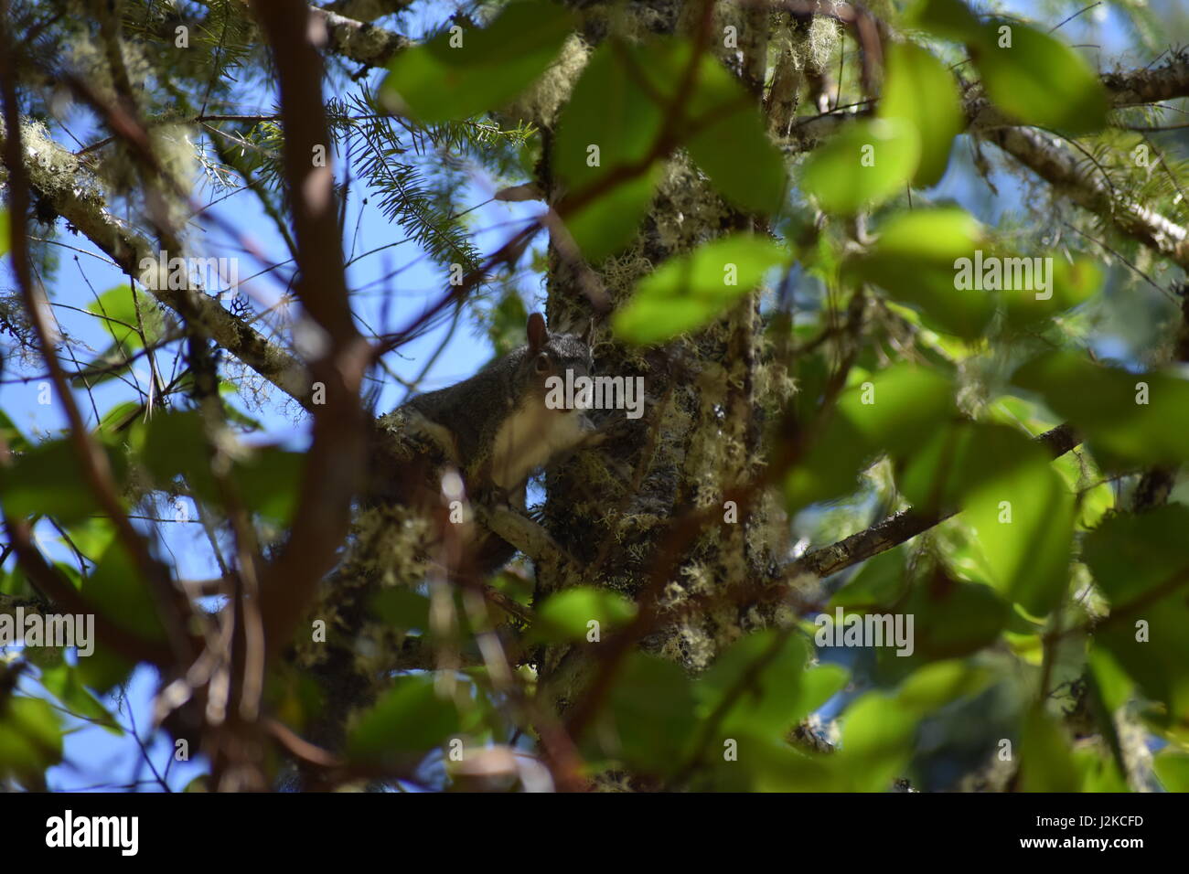 Photo of a squirrel in southern Oregon Stock Photo Alamy