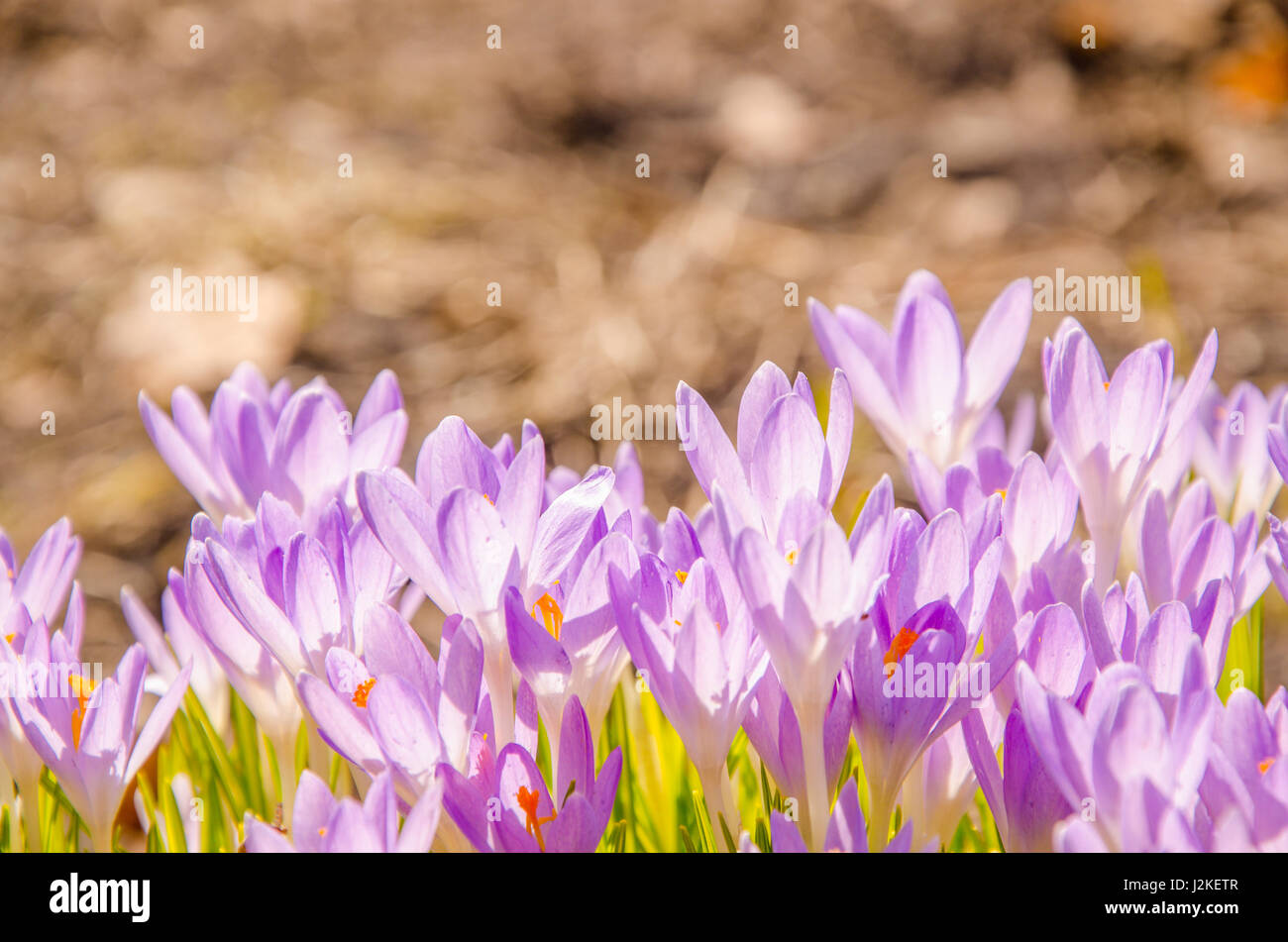 spring flower purple. blooming in the garden the crocuses Stock Photo ...