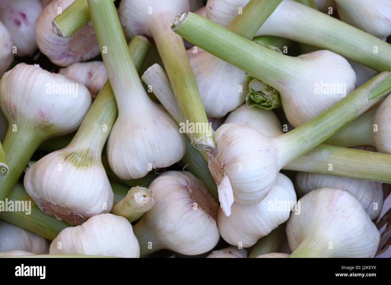 Fresh white and green garlic bulbs cloves sale on retail food market