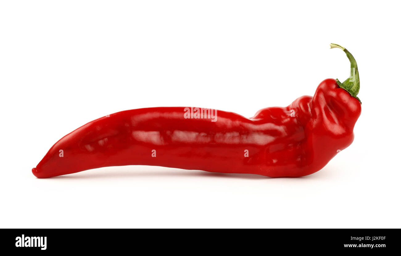 One whole fresh red sweet paprika pepper isolated on white background