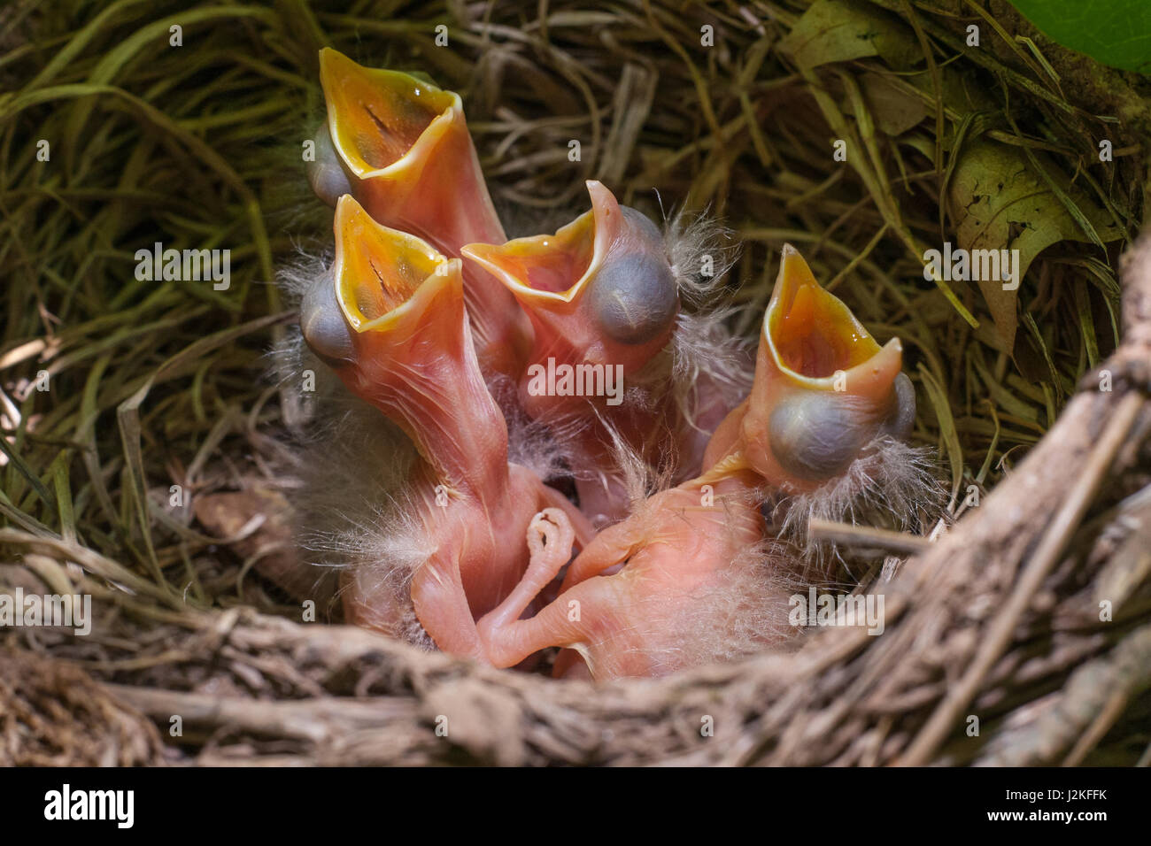 American Robin's Nest Stock Photo Alamy