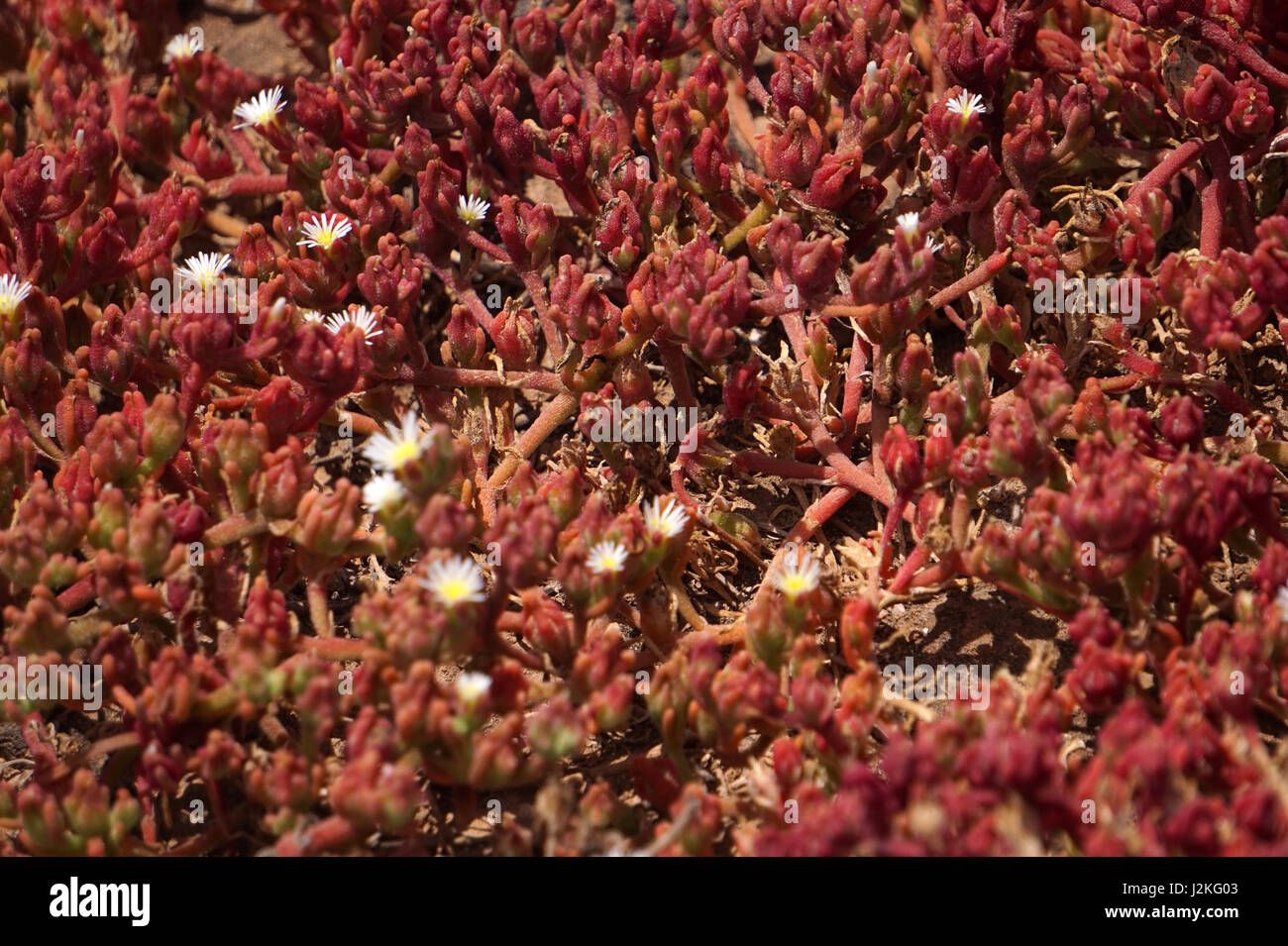 Red succulent plants on Isla de Lobos, Fuerteventura, Spain Stock Photo