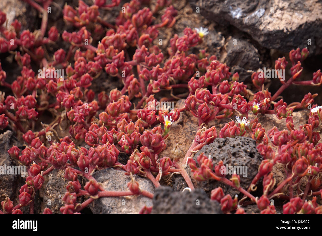 Red succulent plants on Isla de Lobos, Fuerteventura, Spain Stock Photo