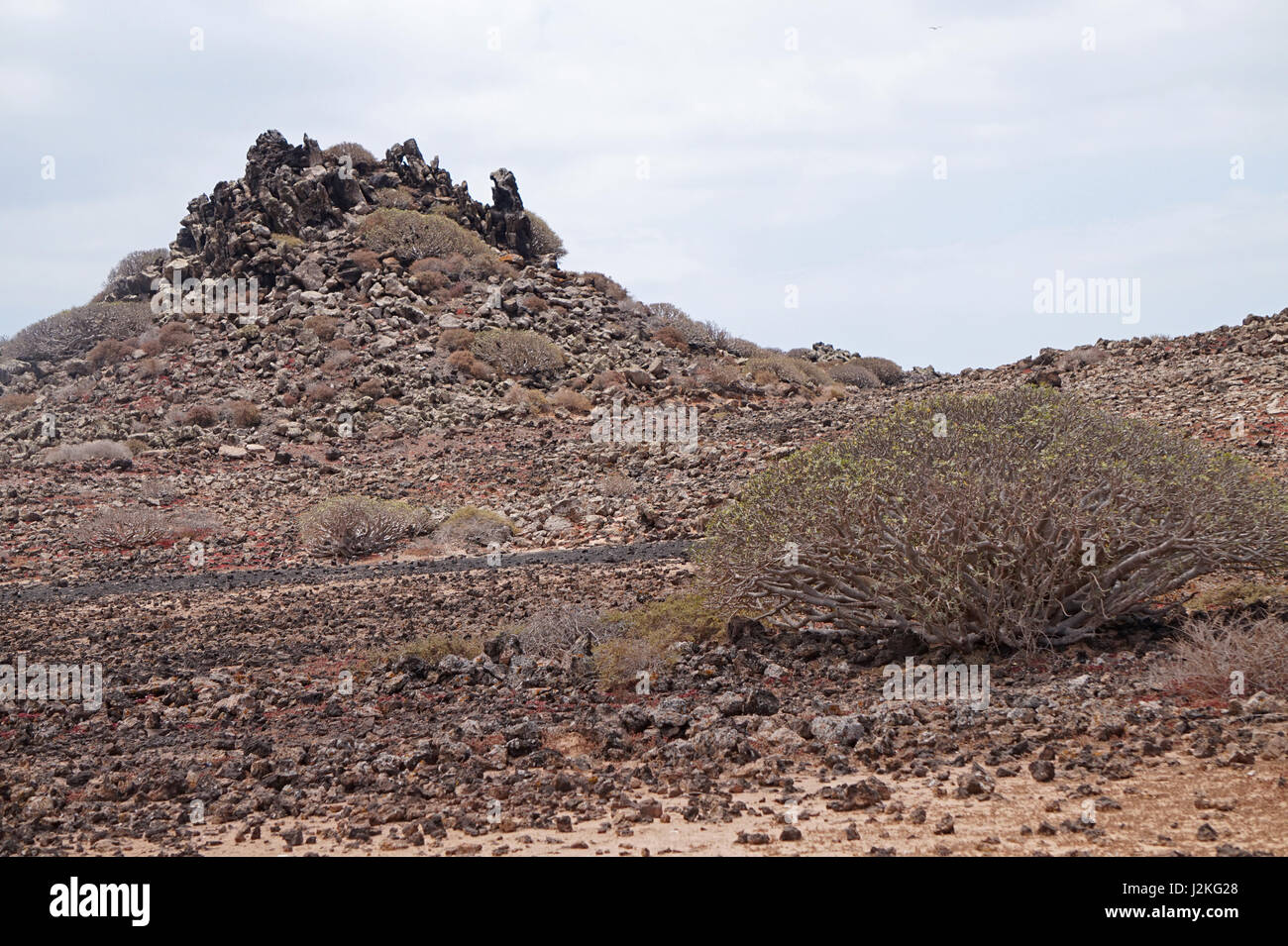 Rocks and a arid-resistant plant on the Isla de Lobos, Fuerteventura , Spain Stock Photo