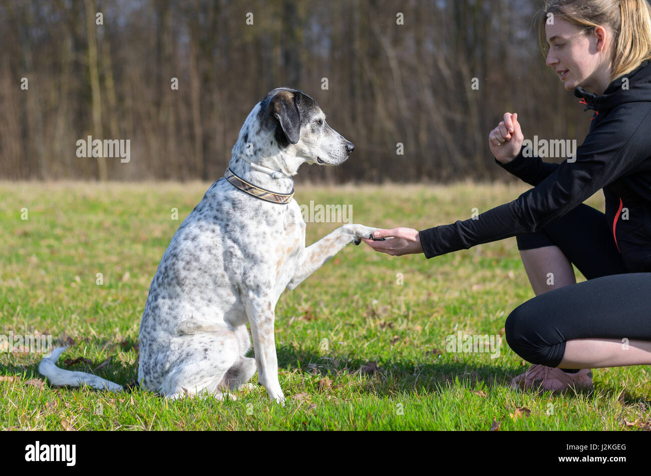 Young woman teaching her dog to present its paw kneeling down in a rural field facing the sitting animal with its foot in her hand Stock Photo