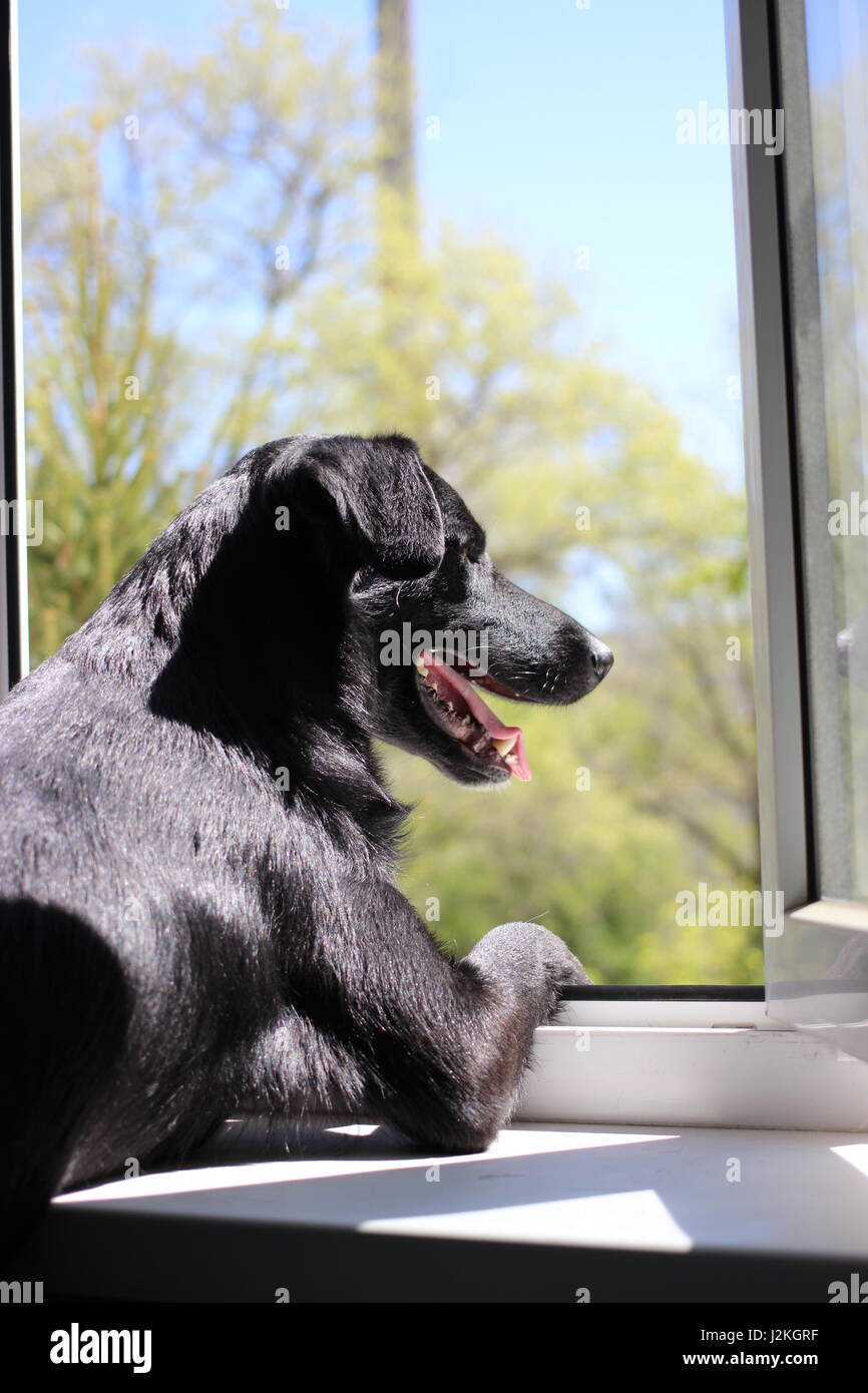 Black dog looking out the window waiting for owner Stock Photo