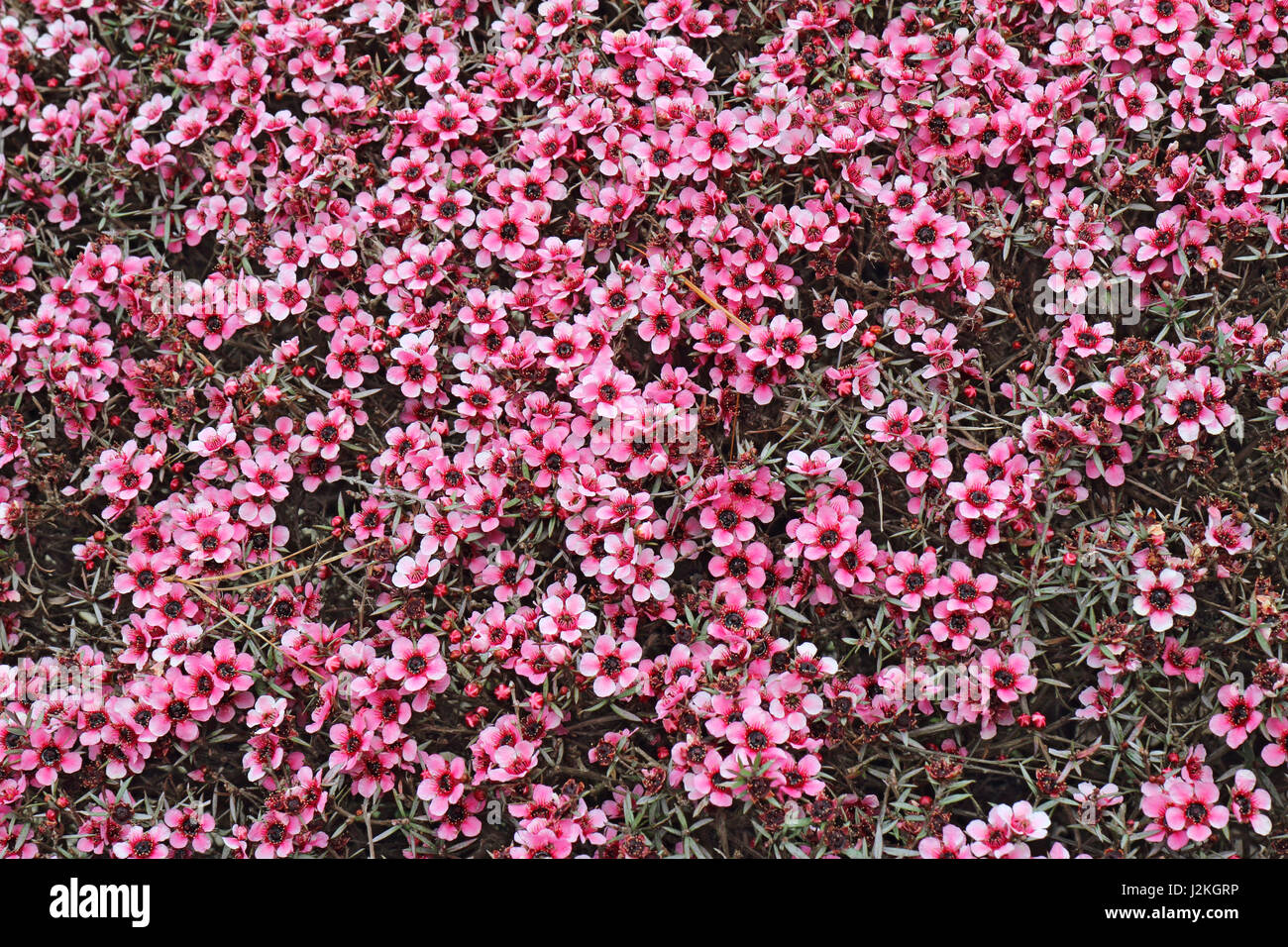 Numerous small, pink flowers of the hybrid Australian tea tree Leptospermum fill the frame Stock Photo