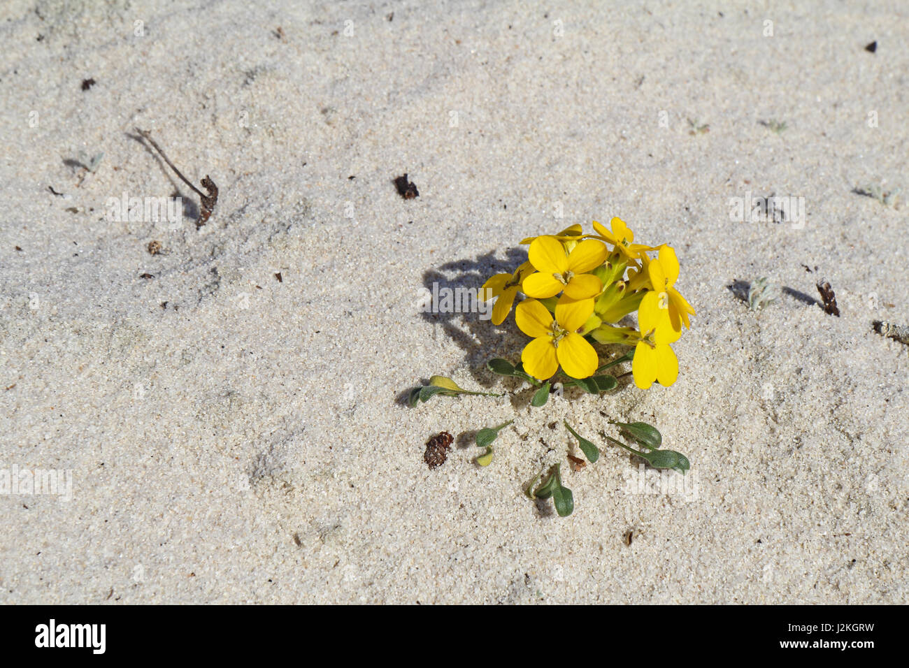 Menzie's wallflower (Erysimum menziesii), one of the rarest plants in the world, growsin pure sand at Asilomar Dunes Natural Preserve in Pacific Grove Stock Photo