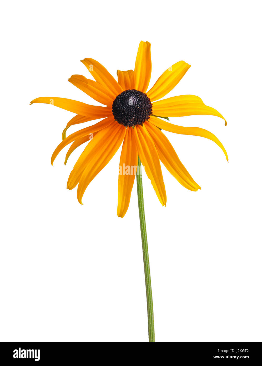 Single compound, yellow and black flower of a brown- or black-eyed Susan (Rudbeckia hirta) isolated against a white background Stock Photo