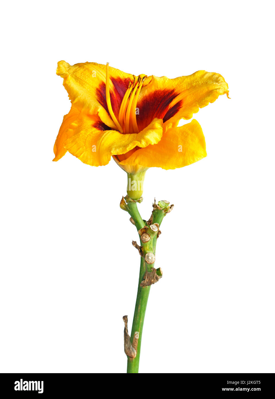 Single stem with a red and yellow flower of a daylily (Hemerocallis hybrid) isolated against a white background Stock Photo
