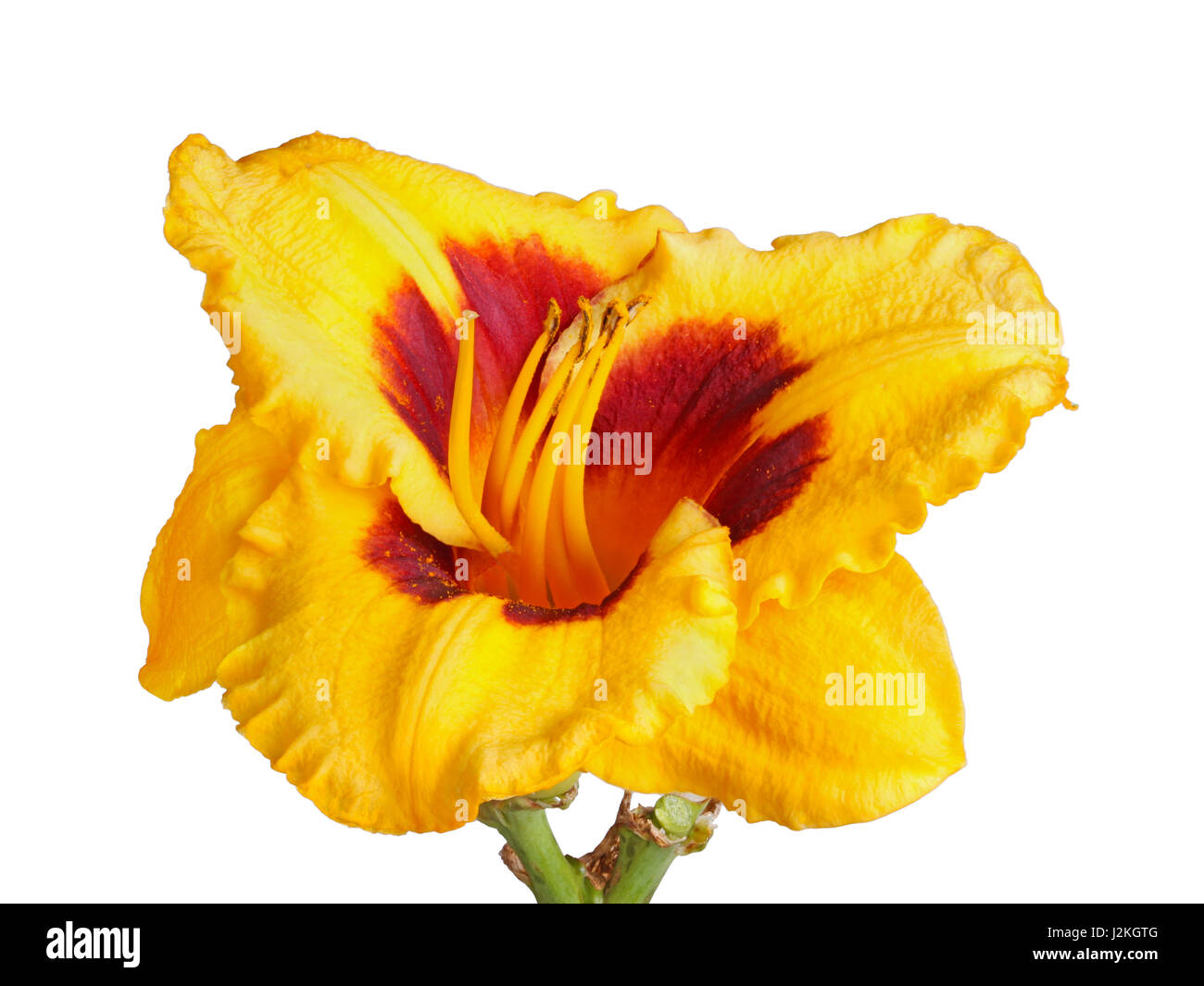 Close-up of a single stem with a red and yellow flower of a daylily (Hemerocallis hybrid) isolated against a white background Stock Photo
