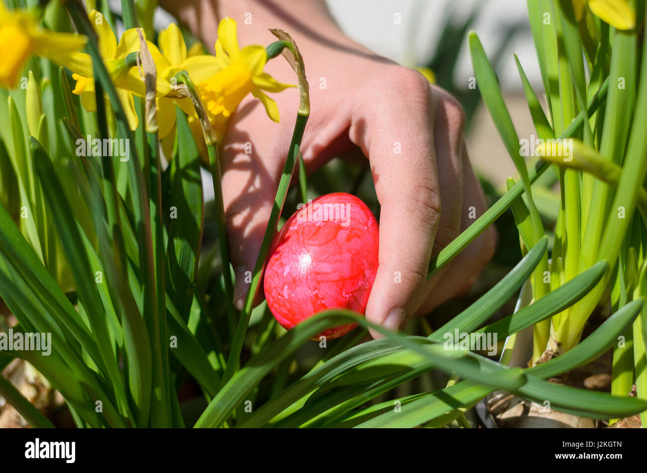 Young man hiding a colorful red Easter egg in a clump of bright ...