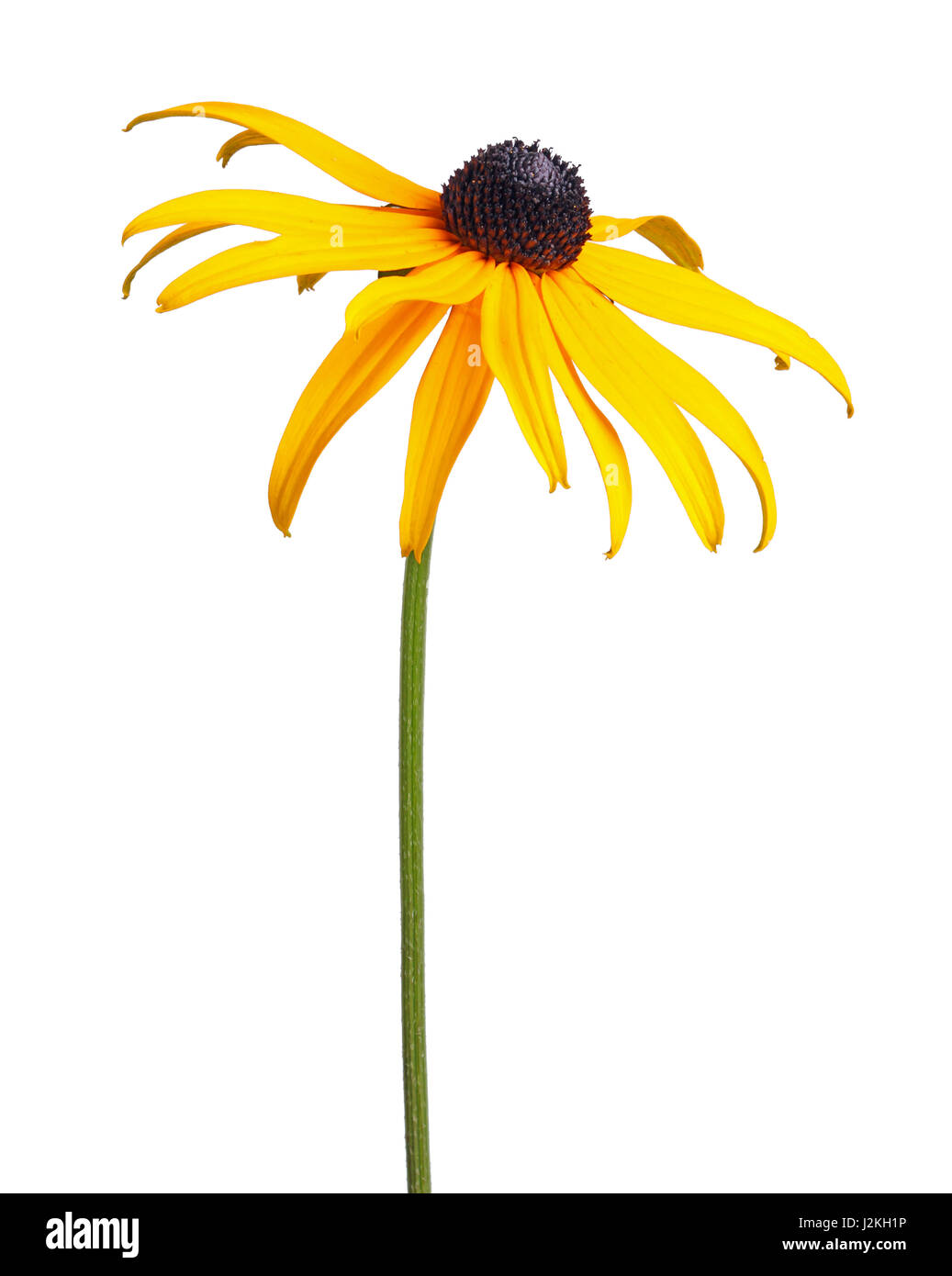 Single compound, yellow and black flower of a brown- or black-eyed Susan (Rudbeckia hirta) isolated against a white background Stock Photo