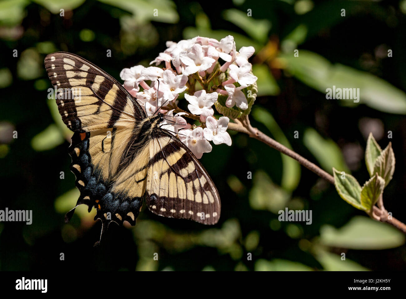 Female eastern tiger swallowtail butterfly hi-res stock photography and ...