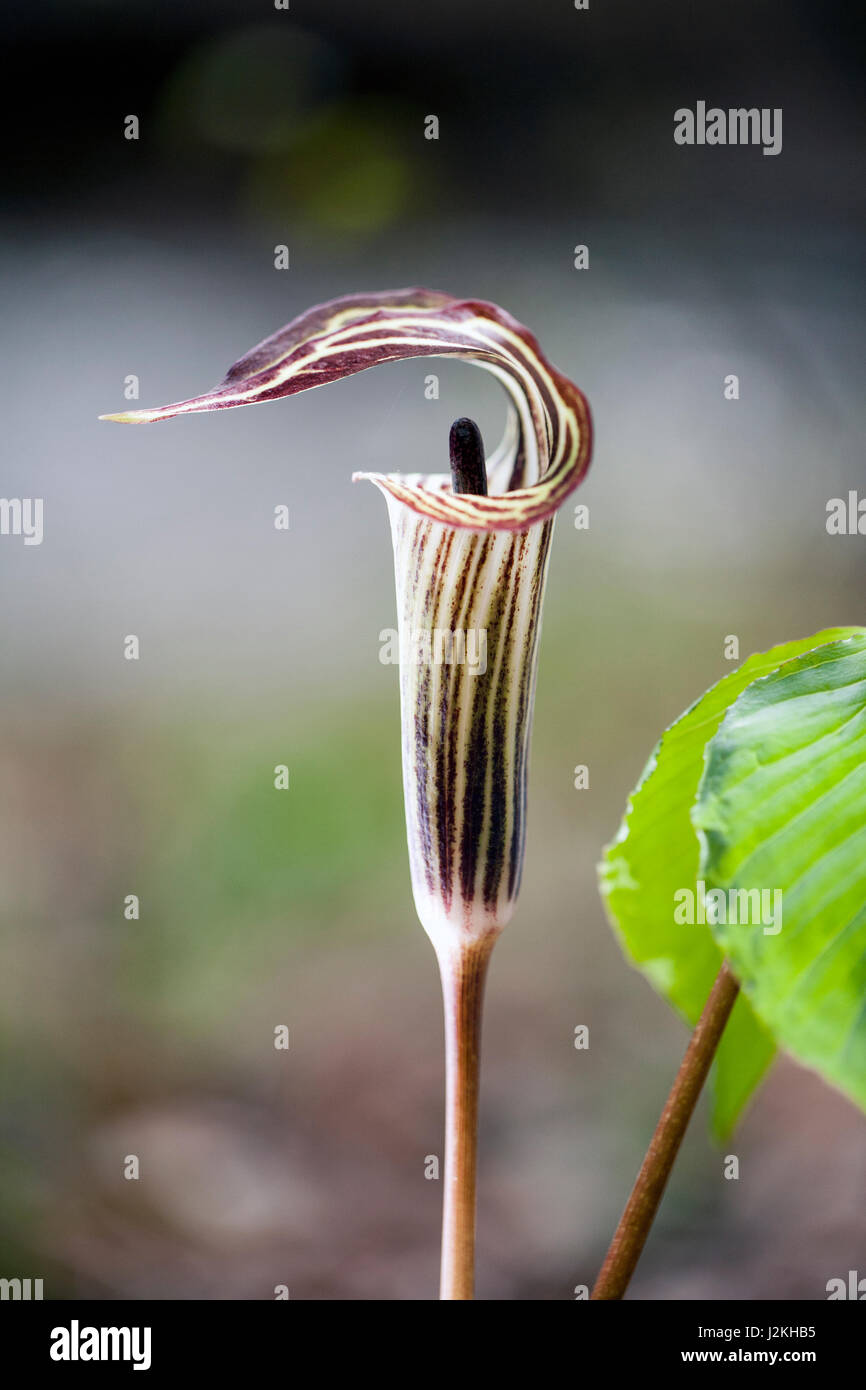 Jack-in-the-Pulpit (Arisaema triphyllum) - Pisgah National Forest, near Brevard, North Carolina, USA Stock Photo