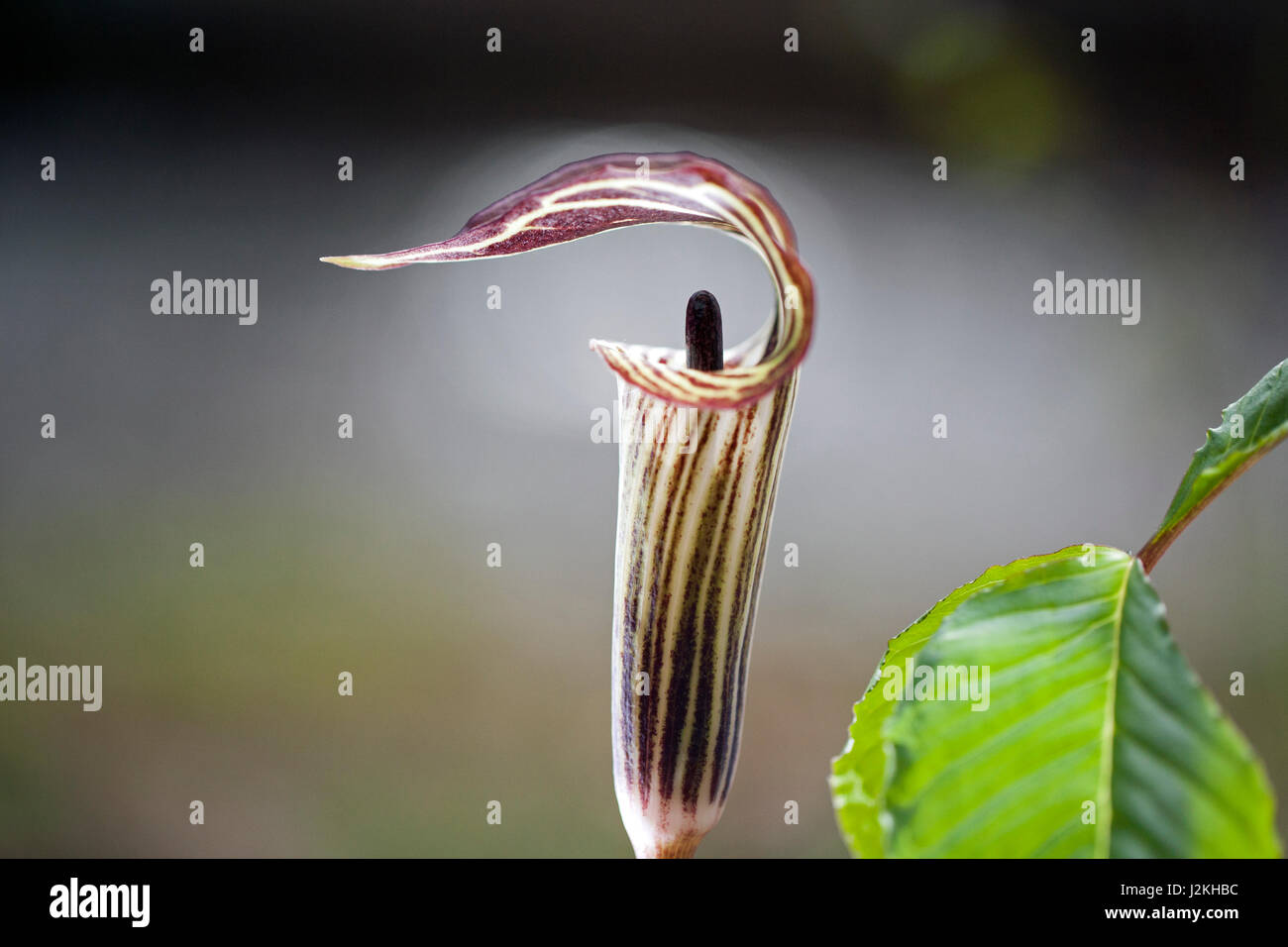 Jack-in-the-Pulpit (Arisaema triphyllum) - Pisgah National Forest, near Brevard, North Carolina, USA Stock Photo