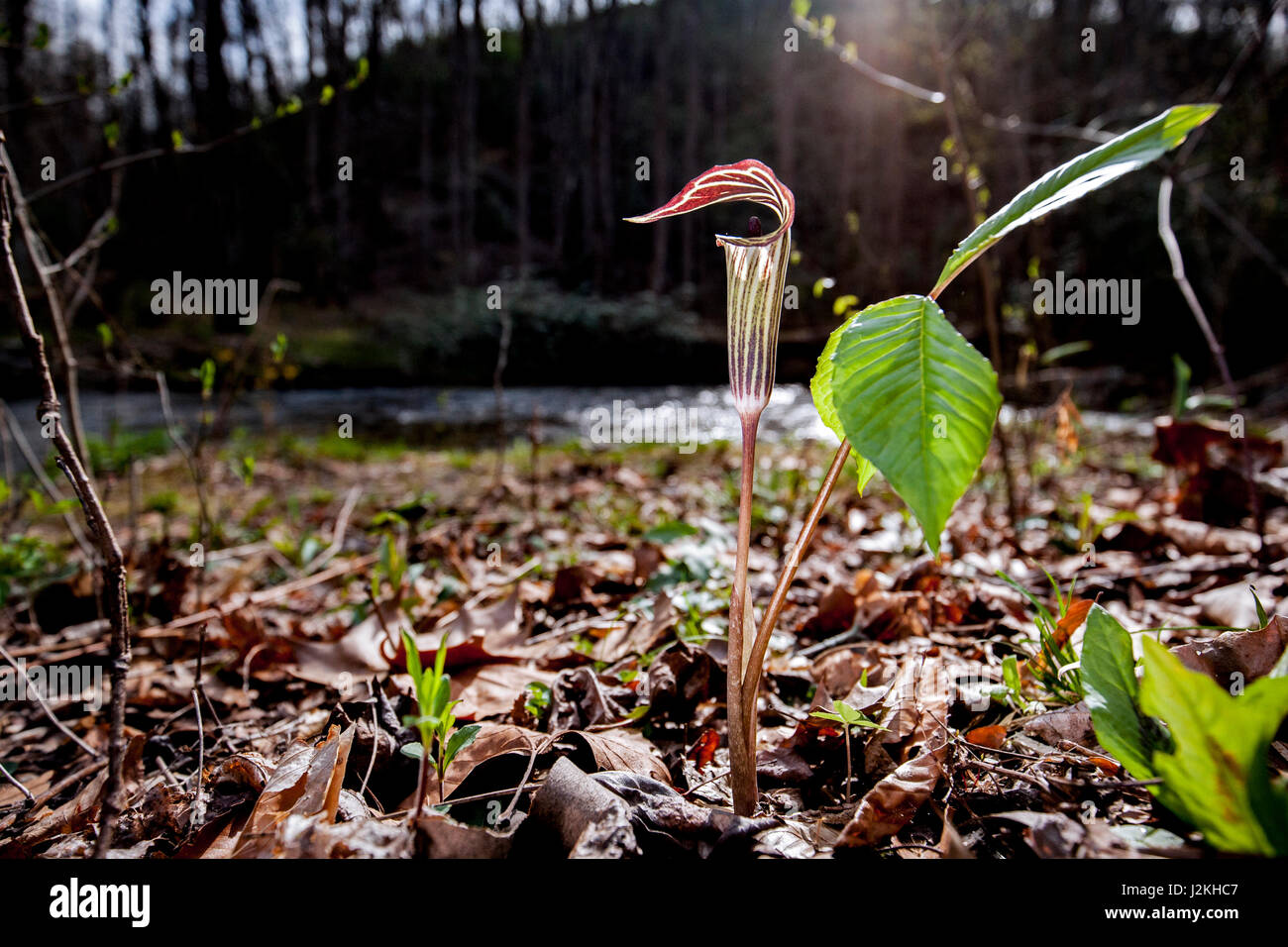 Jack-in-the-Pulpit (Arisaema triphyllum) - Pisgah National Forest, near Brevard, North Carolina, USA Stock Photo