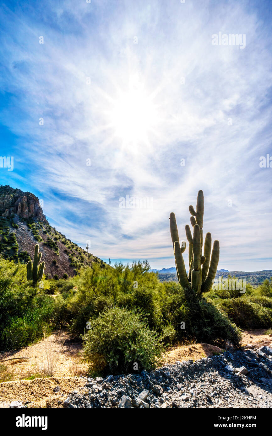 Beautiful desert landscape in Tonto National Forest with easy hiking trails under the blue skies