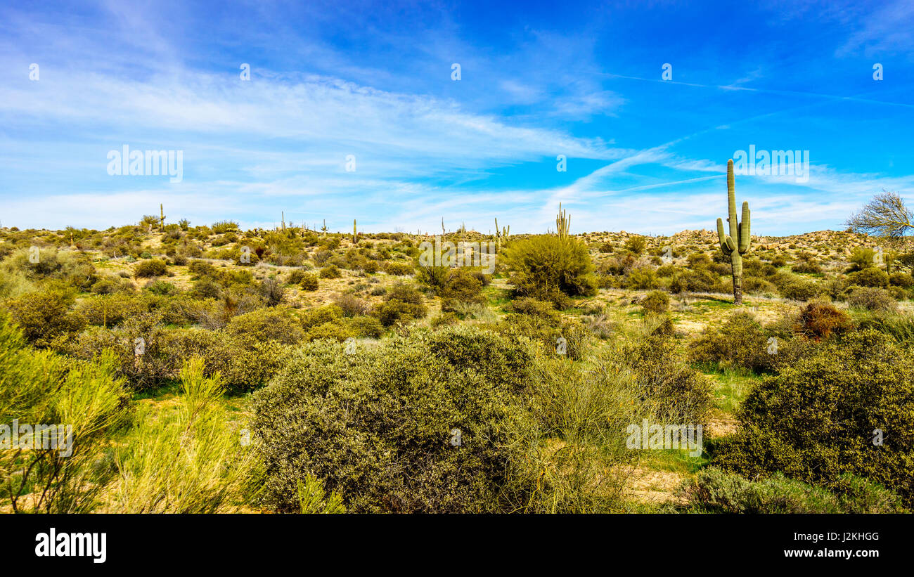 Beautiful desert scenery in the Arizona desert of Tonto Nationa Forest in the area of Lake Bartlett, Arizona, United States. Stock Photo