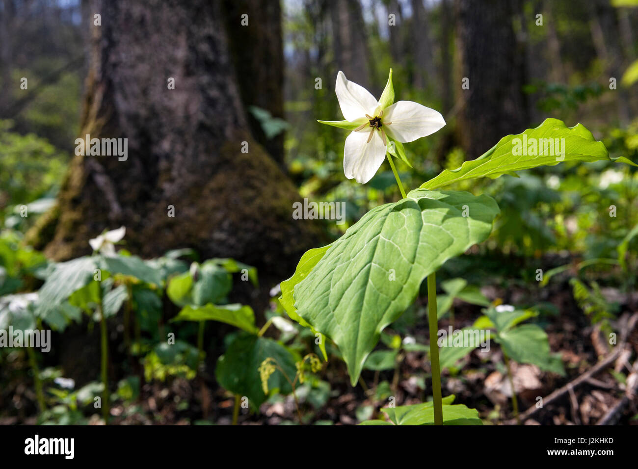 White Trillium (Shallow DOF) - Holmes Educational State Forest, Hendersonville, North Carolina, USA Stock Photo