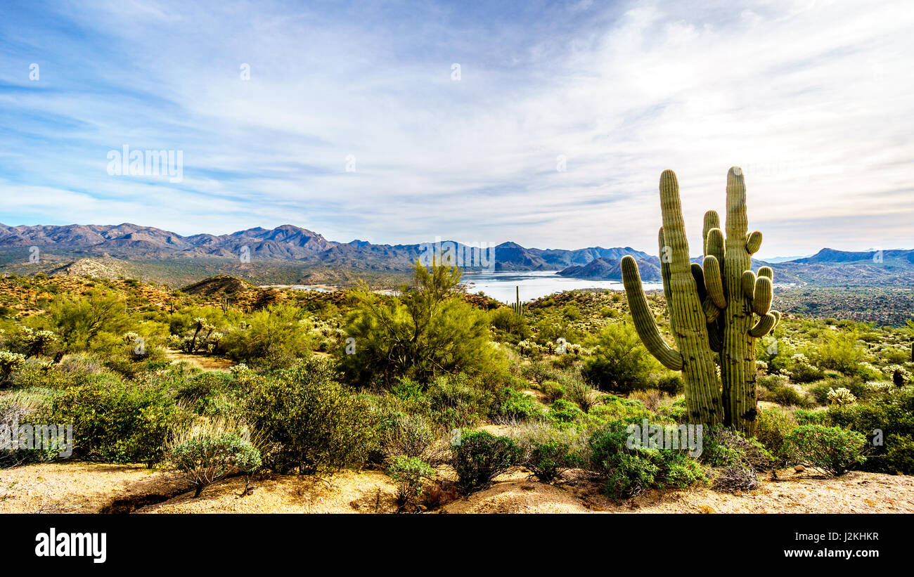A scenic day trip in the desert landscape of Tonto National Forest in Arizona, where green