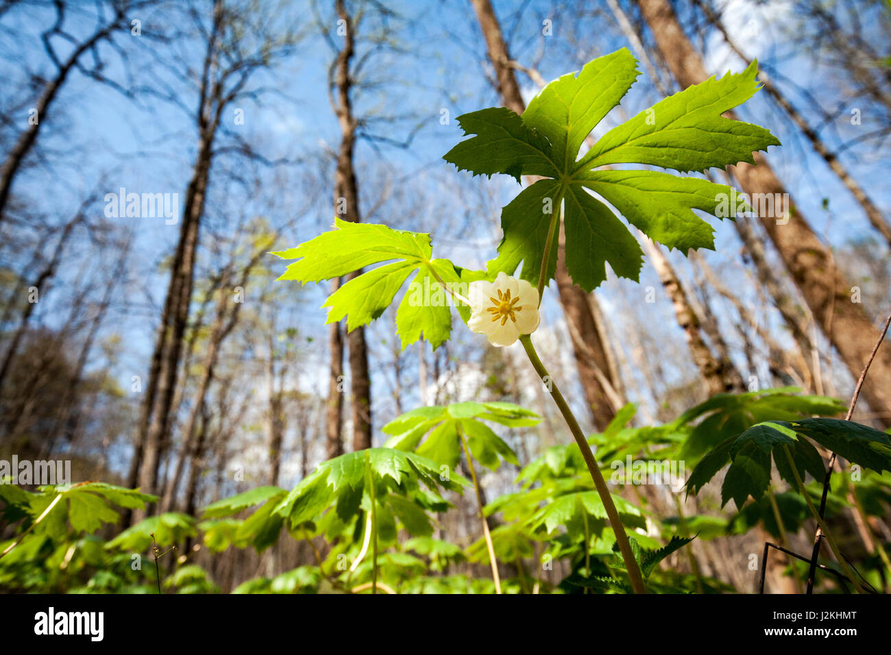 Mayapple (Podophyllum peltatum) - Holmes Educational State Forest, Hendersonville, North Carolina, USA Stock Photo